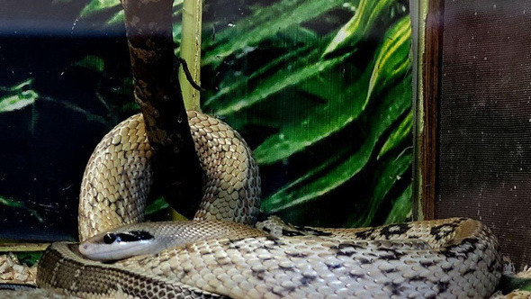 Зоолог рассказал, где в Ростовской области водятся ядовитые змеи