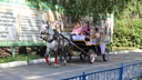 Лошадей привезут на площадь Ленина накануне Дня города — вице-мэр объяснила зачем
