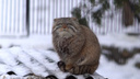 Морозы не страшны: в Новосибирском зоопарке манул поставил лапки на хвост и любовался снежинками