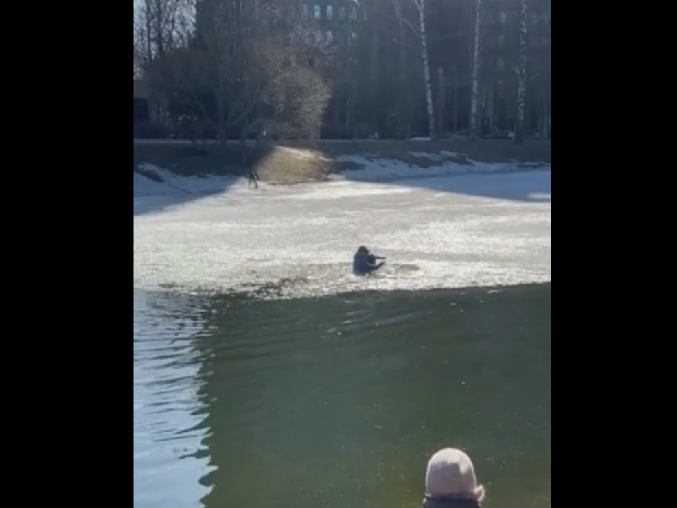 «Прыгнул в воду не раздумывая». Петербуржец спас тонущую в пруду собаку