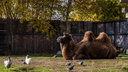 «Даже шизофрению можно вылечить!»: в Волгограде активно продают мочу и молоко верблюда как лекарство от всего