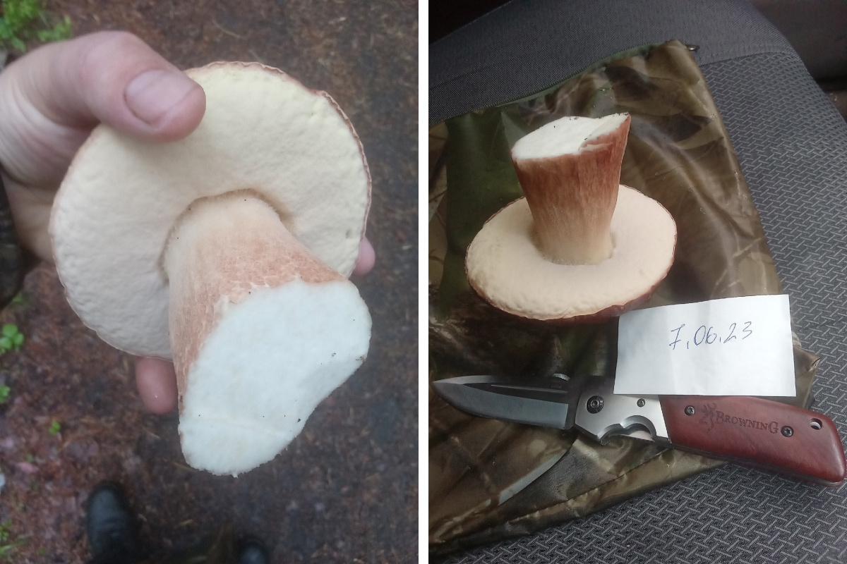 Чтобы доказать, что белый гриб был срезан в этом сезоне, автор фото добавил бумажку с датой