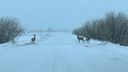 Из-за косуль в Курганской области установят временные дорожные знаки «Дикие животные»
