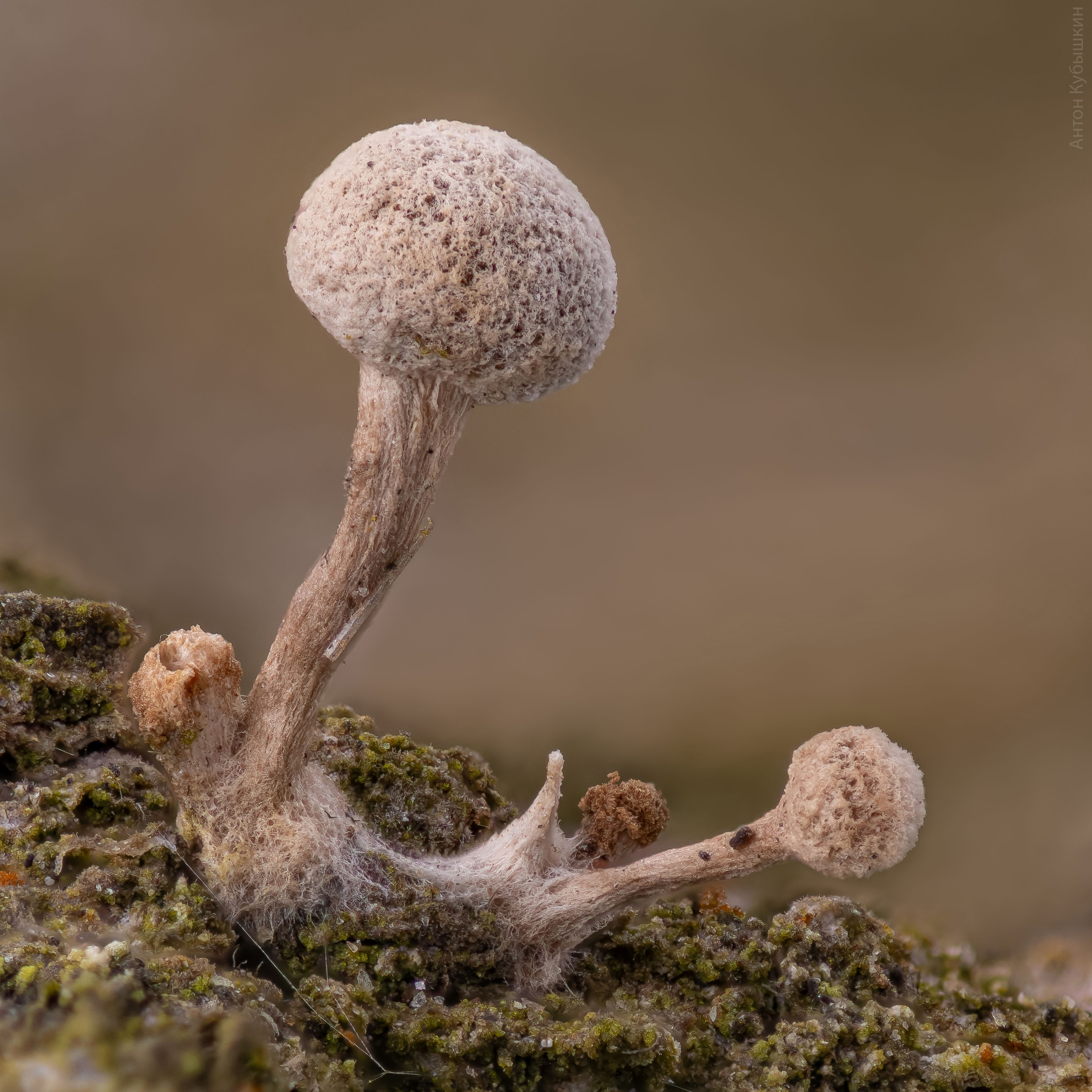 Странные пушистые грибы растут в Удельном парке: над ними не властны ни снег, ни оттепель