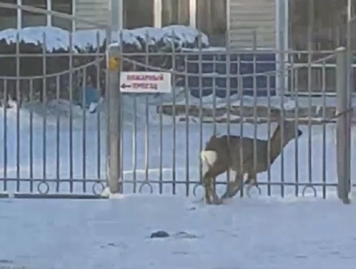 «Очевидцы пришли на помощь»: косуля застряла в заборе в Новосибирской области — видео спасения