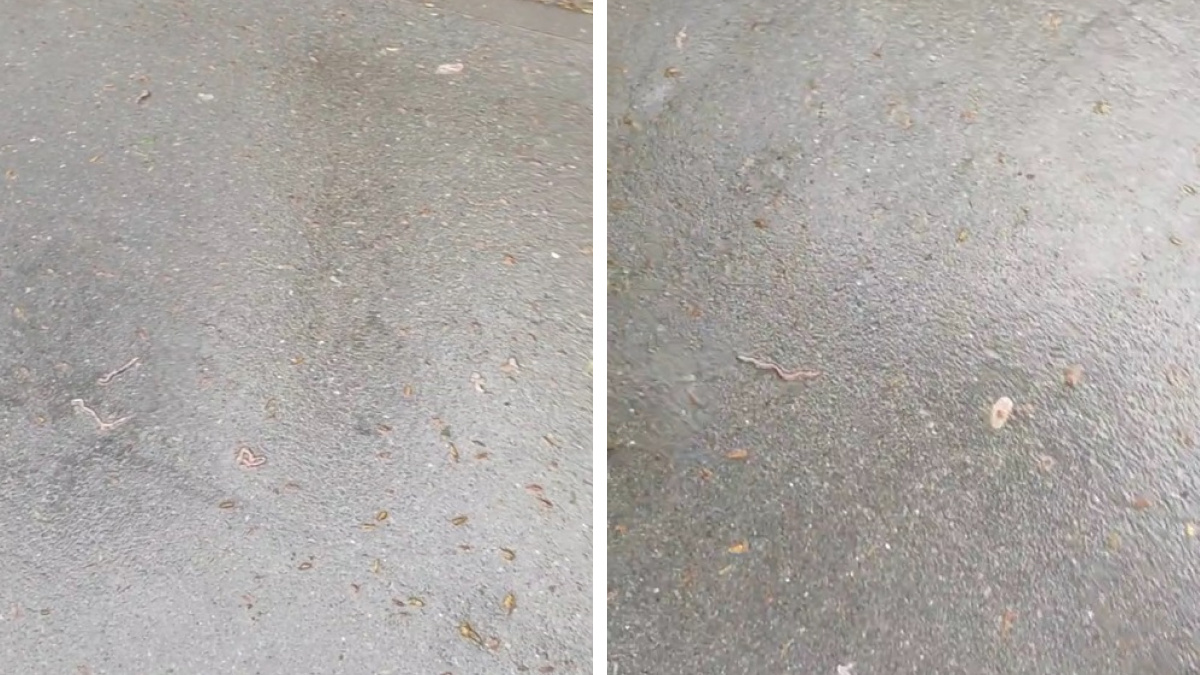 «Какой-то апокалипсис»: тысячи червей усыпали тротуар на Есенина — видео