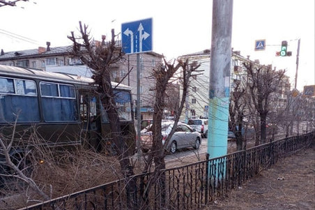 Власти не выдавали билет на обрезку деревьев на Ленина в Чите