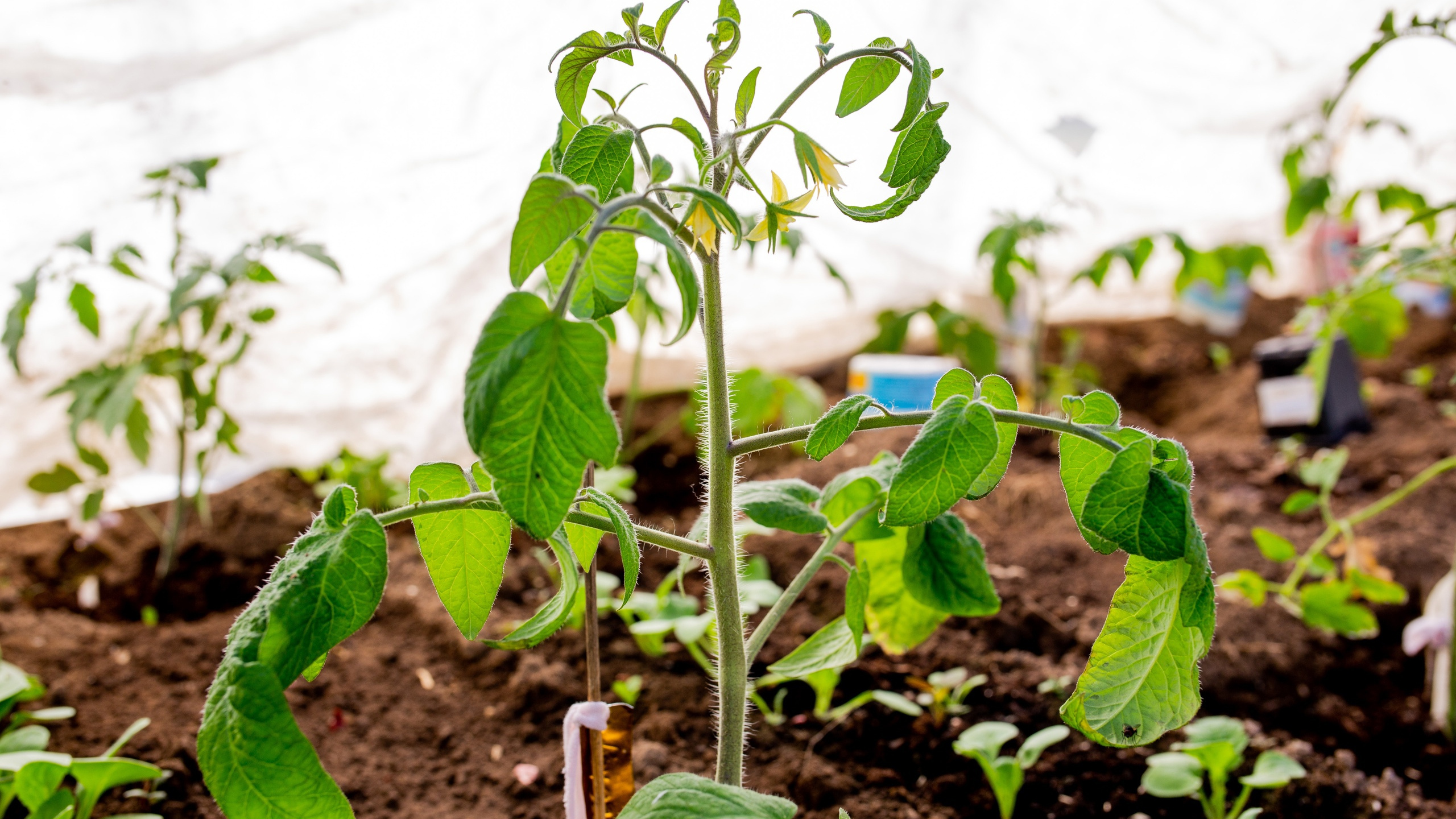 «Мучаются с переросшей рассадой»: садовод назвала частые ошибки дачников по уходу за томатами