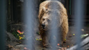 Медведь бродит по улицам, детей не пускают в школу: хищник запугал жителей новосибирского села