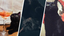 Самые таинственные: смотрим на фотографии 25 черных котов и кошек в честь их праздника