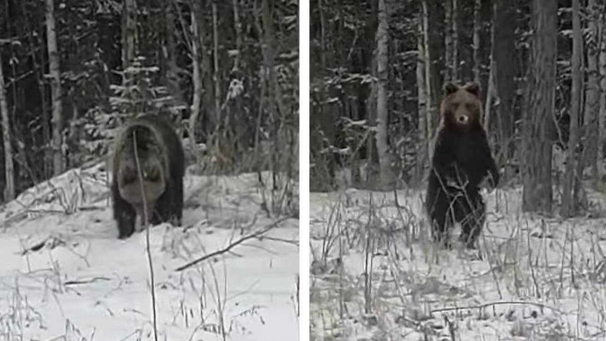 Проснувшийся медведь вышел к трассе в Архангельской области