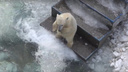 Хотела побороть стихию: игры белой медведицы в Новосибирском зоопарке попали на видео