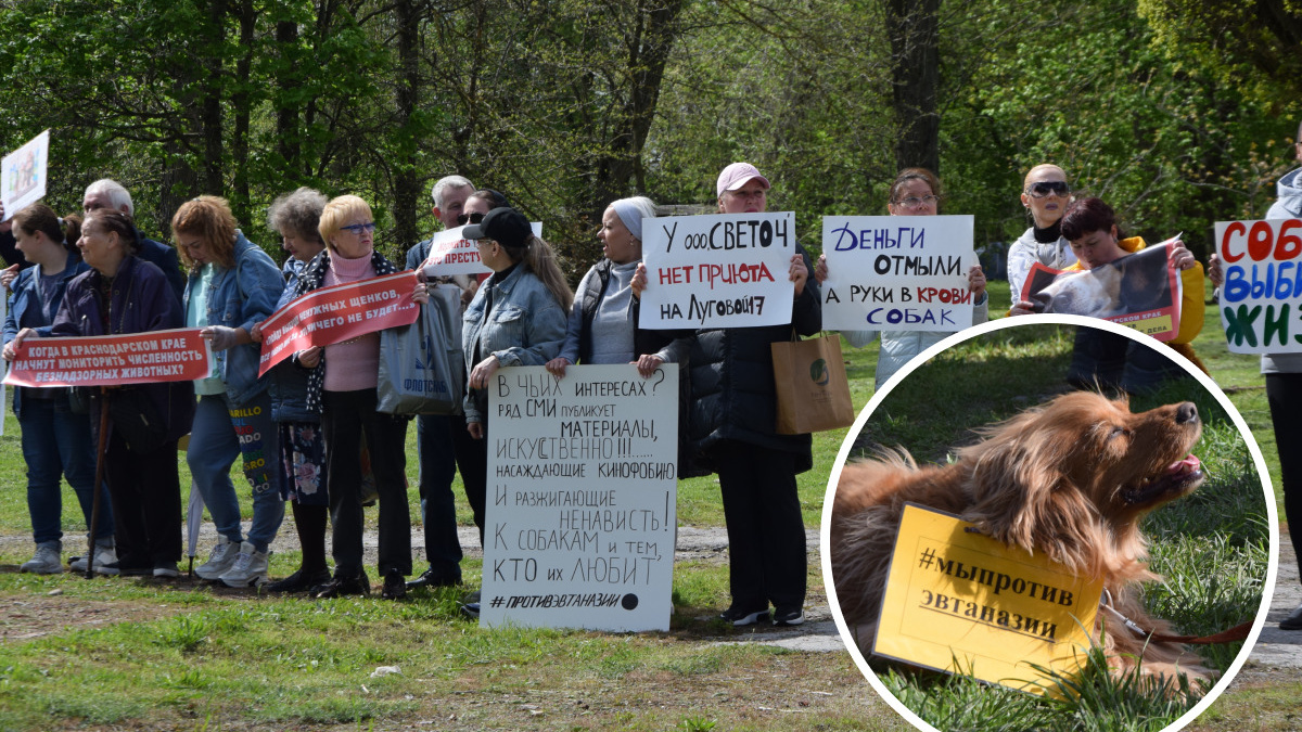 Запрет на милосердие? Краснодарские зоозащитники провели массовый пикет в защиту безнадзорных животных