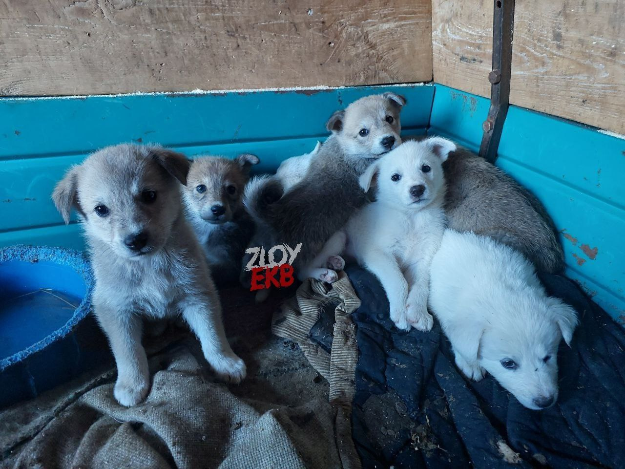 В гаражах под Екатеринбургом обнаружили кучу брошенных щенят