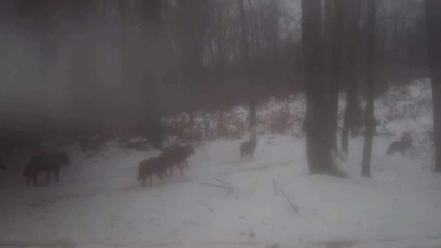 Стая волков попала на камеру наблюдения в Воронежской области. Они пробегали рядом с кафе