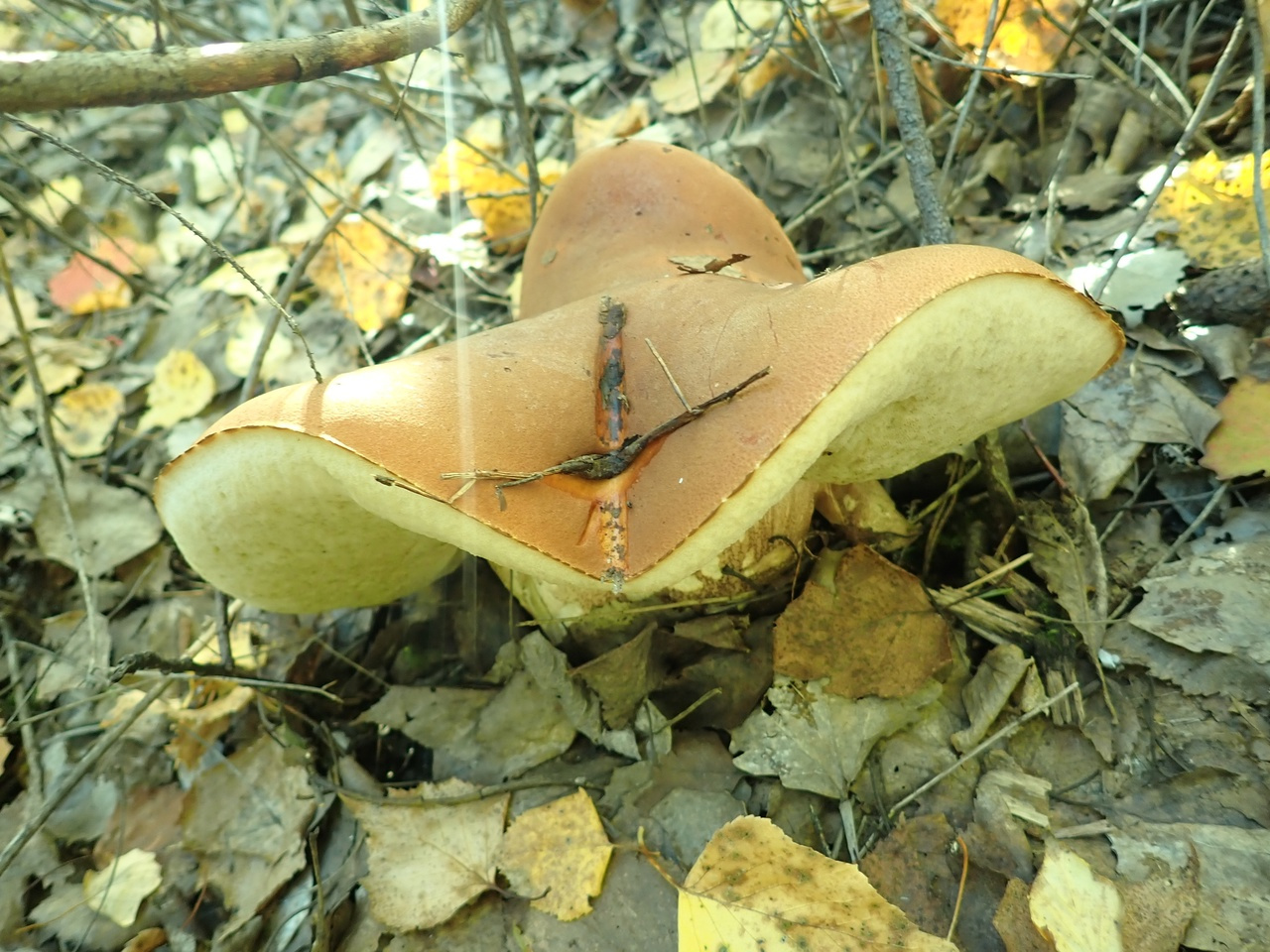 Эта осень порадовала грибников, которые уносили из леса полные корзины