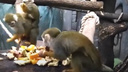 Обед смешных обезьянок новосибирского зоопарка попал на видео — озорной детеныш накинулся на угощения