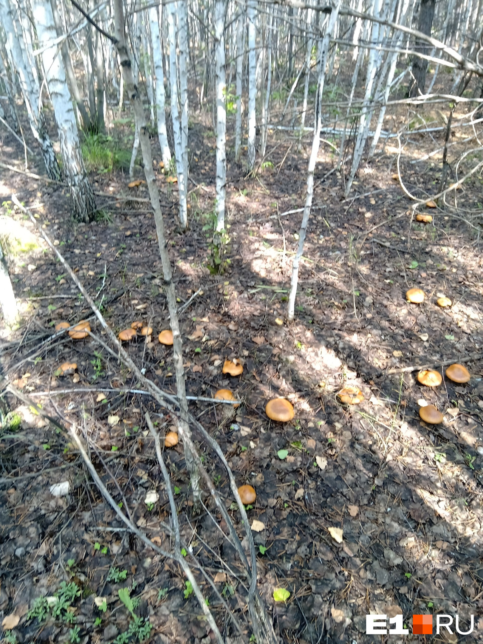 Евгения обнаружила в лесу целое грибное поле!