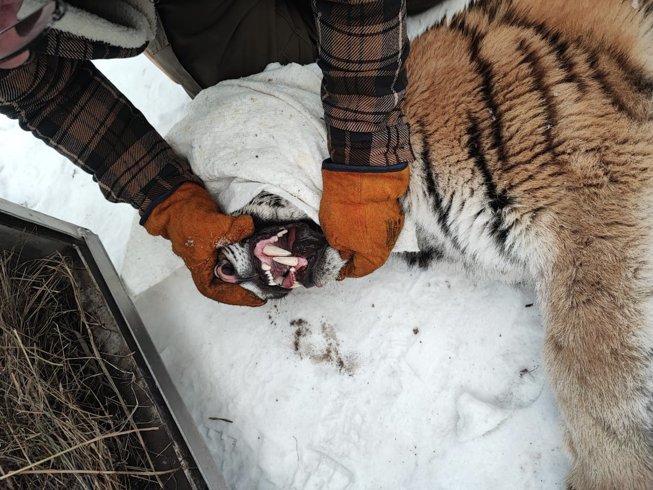 В Хабаровском крае амурская тигрица сама себя закрыла в собачьем вольере