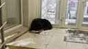 «До этого в магазине по соседству лежала». Бездомная собака на сутки заблокировала квартиру челябинки