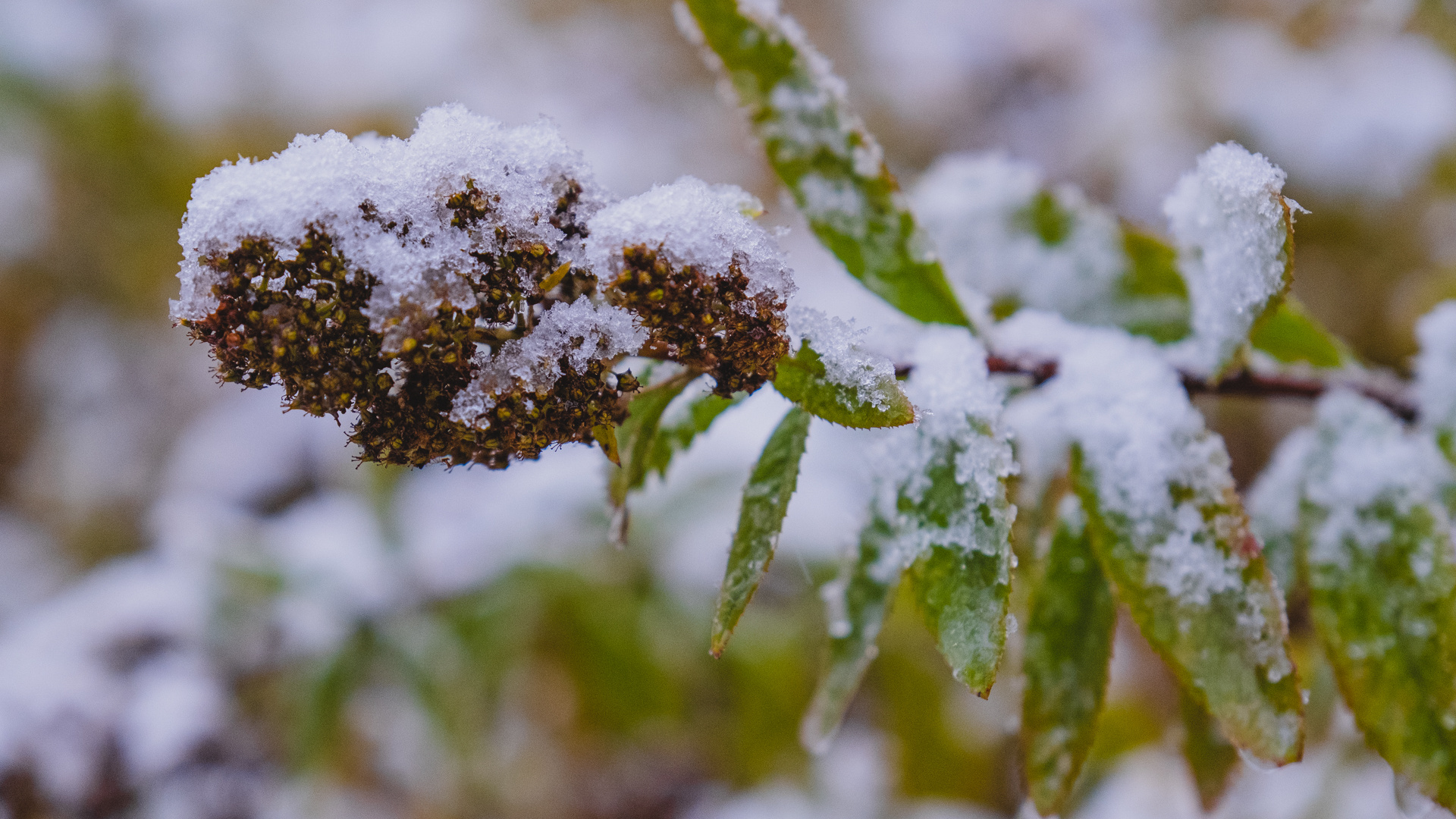 То дождь, то снег: синоптики рассказали, какой будет погода в Прикамье на неделе