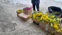 «Начали торговать»: на улицах Новосибирска появились мимозы — сколько просят за весенние цветы