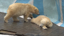 Не дает поспать сестре: как подросшие белые медвежата ссорятся в Новосибирском зоопарке — видео