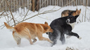 «Они убегают»: собаки запугали жильцов новосибирского ЖК — как мэрия решает проблему