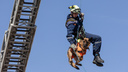 В Челябинске собаке-спасателю присвоили звание «Защитник людей»
