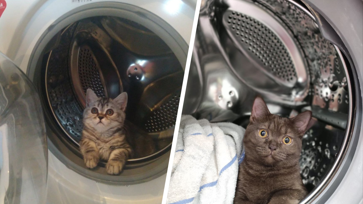В иллюминаторе: новосибирские коты празднуют День космонавтики — фото питомцев, выбравших вместо ракеты стиральную машину