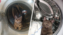 В иллюминаторе: новосибирские коты празднуют День космонавтики — фото питомцев, выбравших вместо ракеты стиральную машину