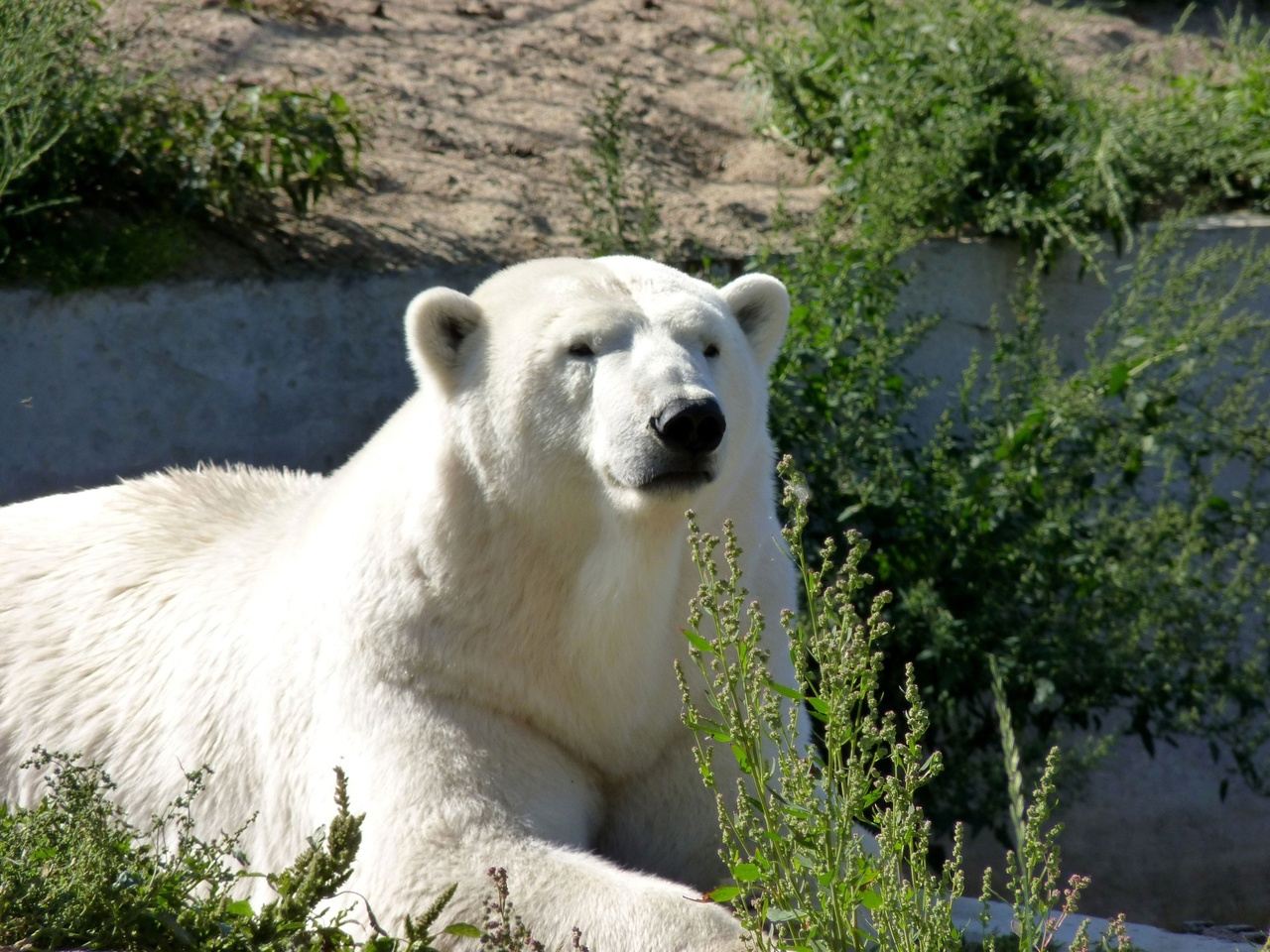Белая медведица Забава, родившаяся в Петербурге, погибла в омском зоопарке. Причина — кровоизлияние в мозг