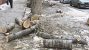«Из-за этого пробки дикие»: в Волгограде начался сезон массовой обрезки деревьев