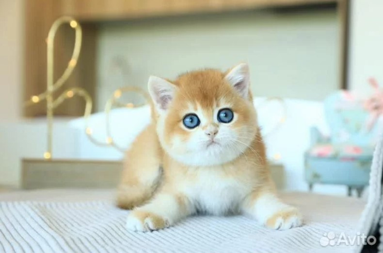 «Элитный домашний любимец»: в Новосибирске за 150 тысяч выставили котенка с пронзительными голубыми глазами
