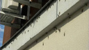 «Не саранча, а серый кузнечик»: в Минсельхозе прокомментировали нашествие насекомых