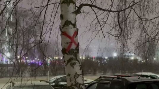 Воронежцы отстояли березы, которые власти хотели срубить ради дублера Московского проспекта
