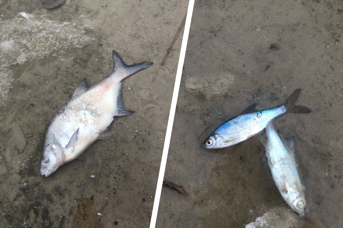 На берегу Святого озера нашли множество дохлых рыб. Эколог объяснил, из-за чего они могли погибнуть