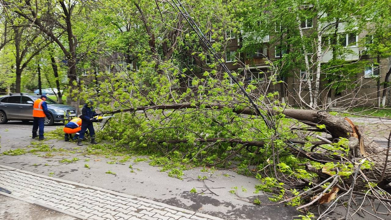 Упало Дерево: последние новости на сегодня, самые свежие сведения | УФА1.ру  - новости Уфы