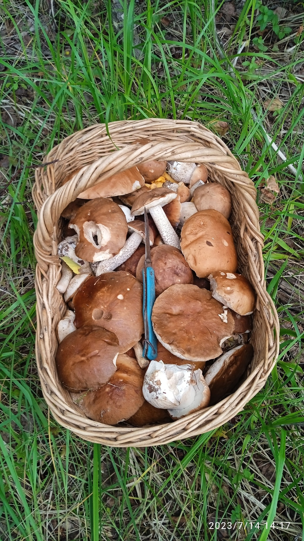грибы ярославская область фото с названиями