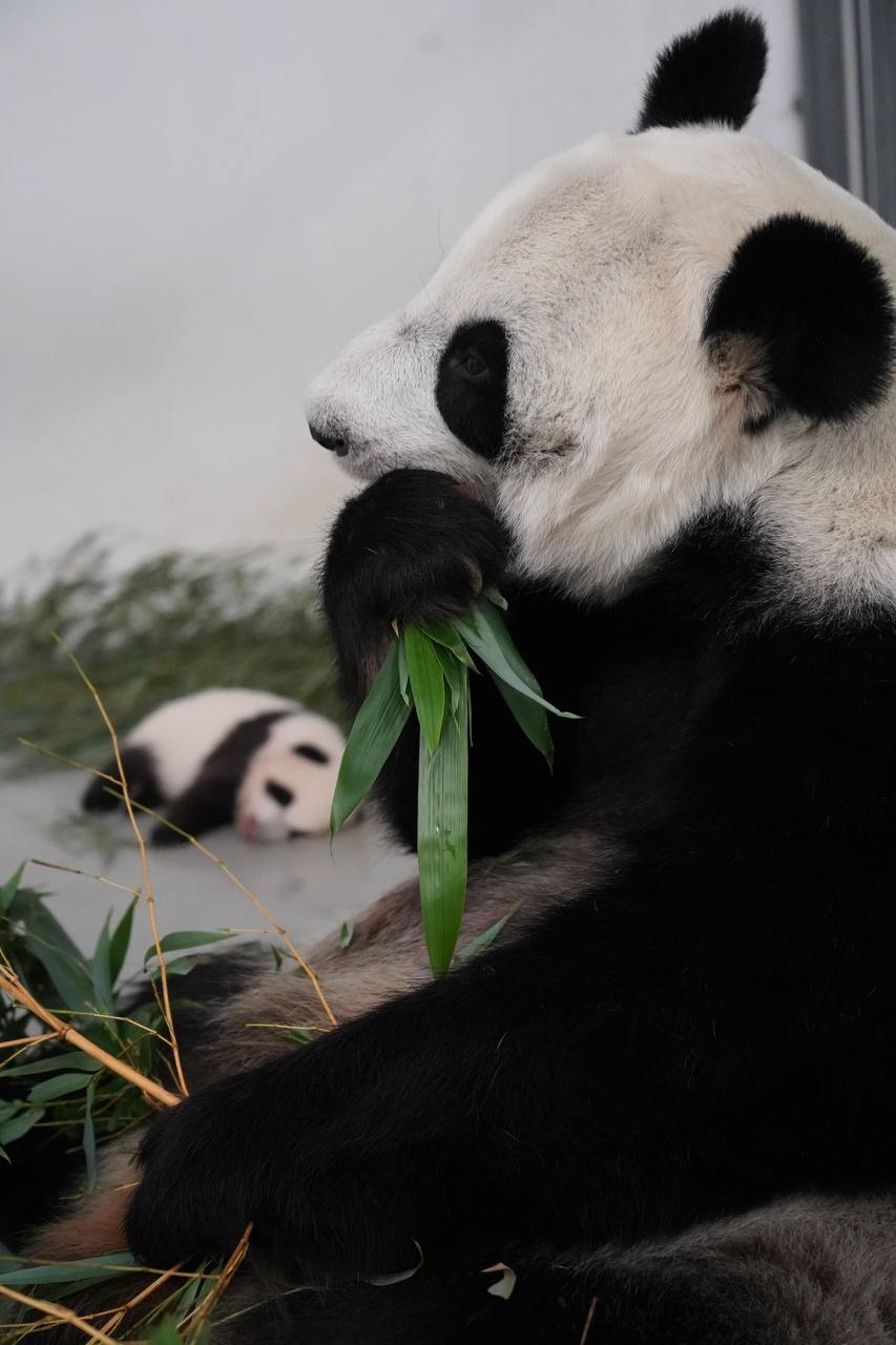 Всем бы такую пятницу. Малышка-панда уже ползает, а мама в это время может спокойно пожевать бамбук