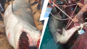 «Хищники идут по кровавому следу». Эксперт объяснил, кто виноват в трагедии в Египте, где акула загрызла россиянина