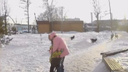 Агрессивные собаки окружили новосибирский ЖК — видео, как стая гонится за людьми