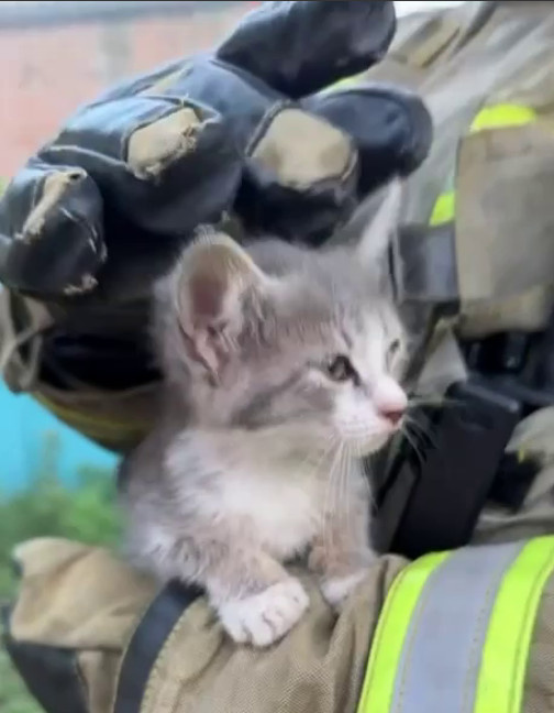 Трогательное видео из Кизляра: пожарный спас котёнка, у которого уже начали обгорать лапки