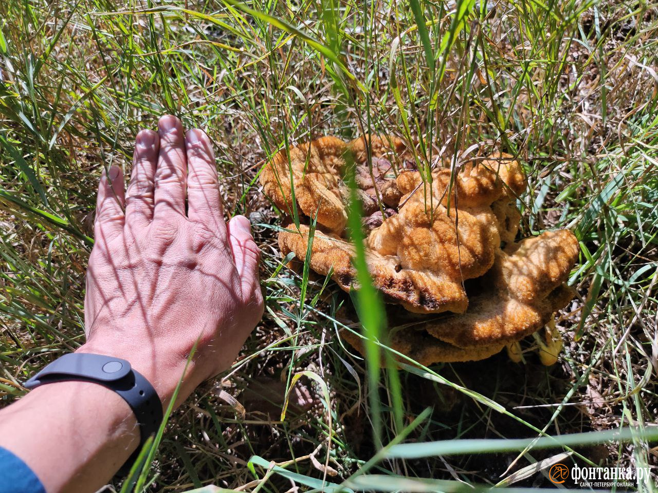 Странные грибы встречают петербуржцы: боровик золотистый, трутовик и «гриб расписной»
