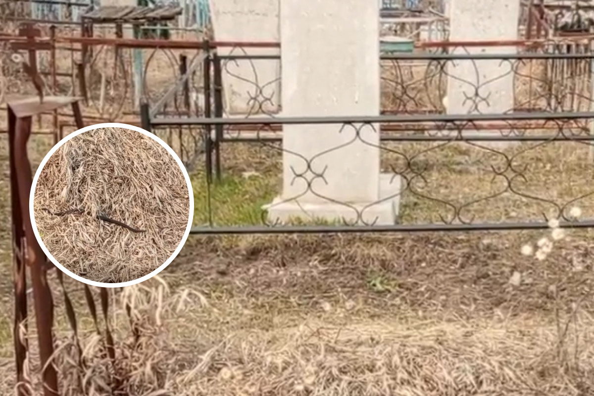 «Ползали прямо по могилам»: в Новосибирской области началось нашествие черных змей