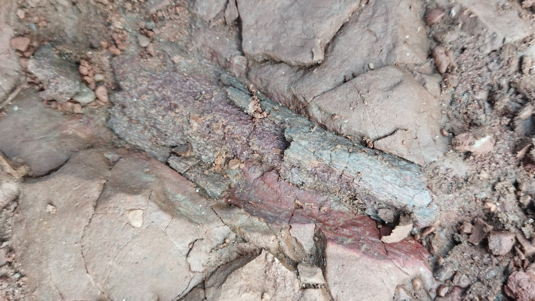 Фельдшер из Магнитогорска попросила откликнуться пермячку, нашедшую останки рептилии, жившей 260 млн лет назад