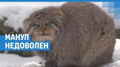 Детеныш кенгуру показался из сумки матери в Новосибирском зоопарке ...