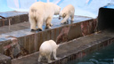 Белые медведи устроили соревнования по прыжкам в воду — видео из Новосибирского зоопарка