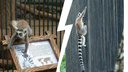 Маленький лемур сбежал из клетки Новосибирского зоопарка — что было дальше (видео)