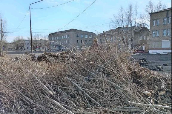 Более сотни тополей вырубили в городе Забайкалья при благоустройстве площади Ленина